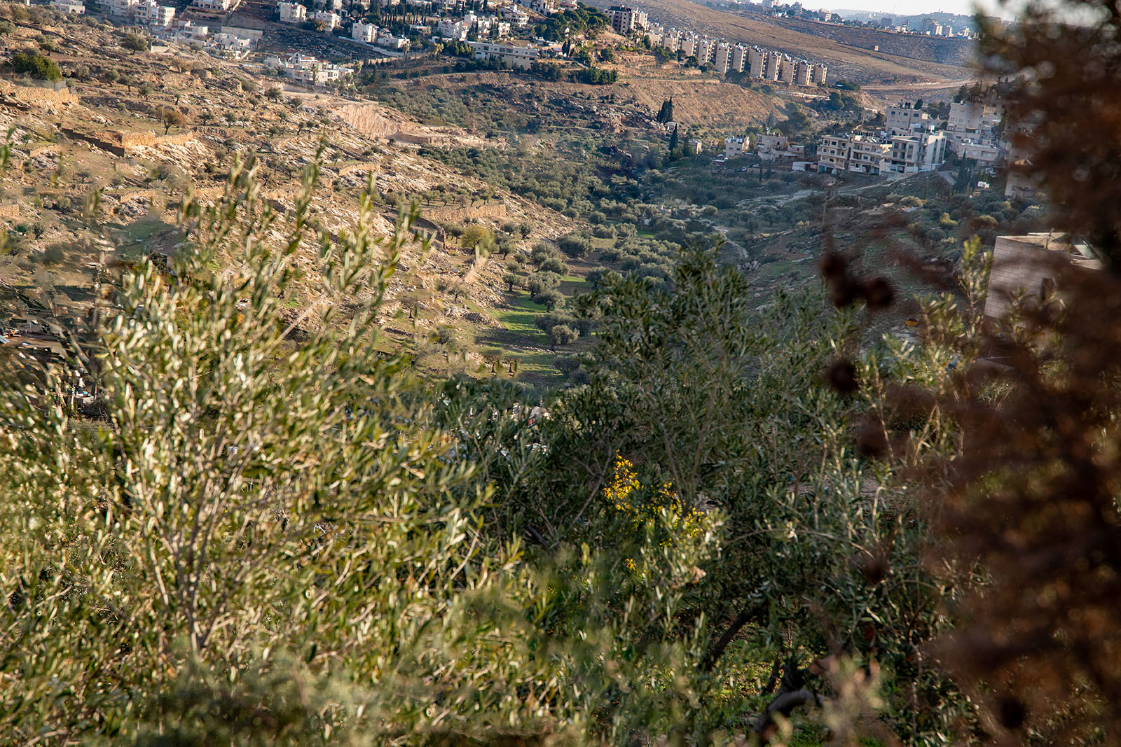 Shepherds' Field