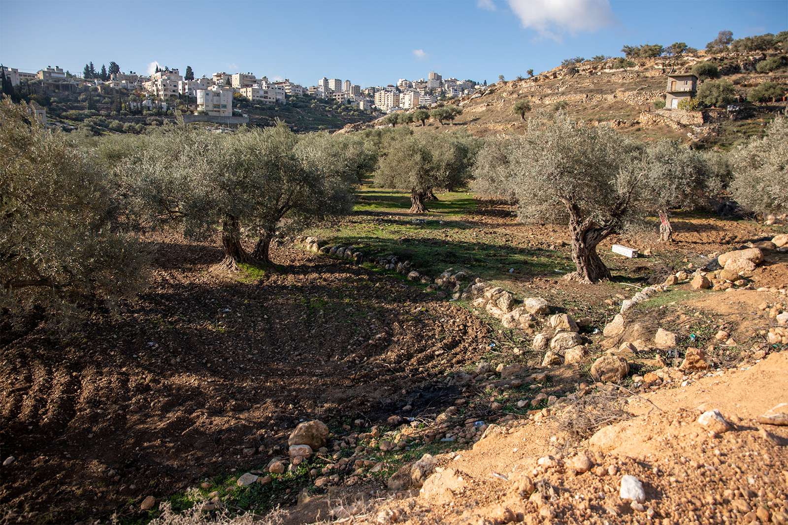 Shepherds' Field
