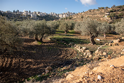 Shepherds' Field