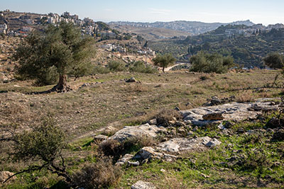 Shepherds' Field